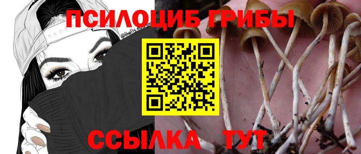 Кунгур  Галлюциногенные грибы Psilocybine cubensis  Вход с VPN  Псилоцибиновые грибы Cubensis 